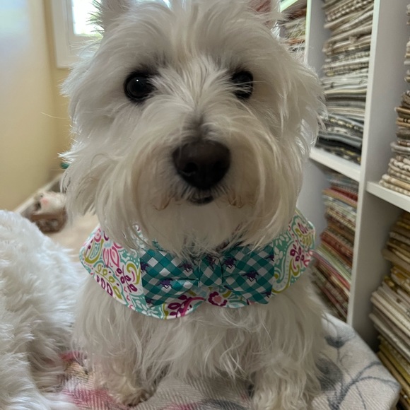 BOWTIE CAPES - Picture 7 of 7